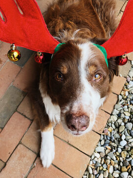 Cute dog wearing red reindeer antlers looking up