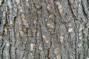 English oak bark detail - Latin name - Quercus robur Fastigiata