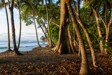 Palm trees at  Beach Landscape in Costa Rica