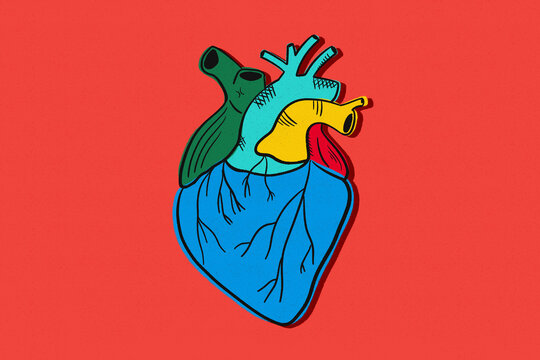 Anatomical heart illustration 