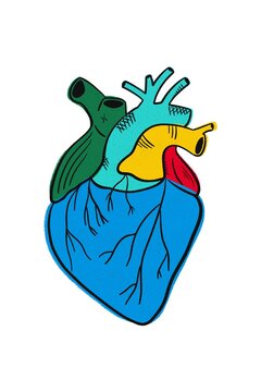 Anatomical heart illustration 