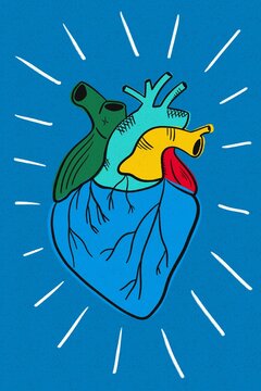 Anatomical heart illustration 