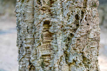 Close up of the bark of a balsa tree. Old tree, many years old. Texture.