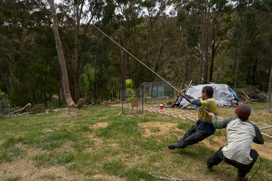 Arborist pull on rope to help fell tree