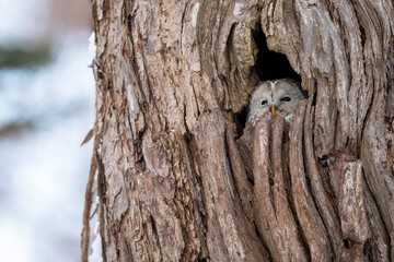 冬のエゾフクロウ