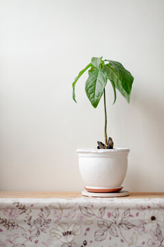 Little Green Potted Plant On Table In House.