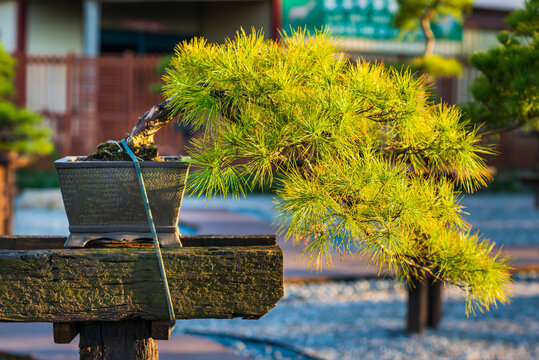 Pine tree in plant pot under sunset.