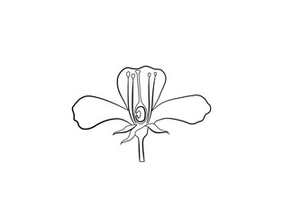 flower diagram isolated