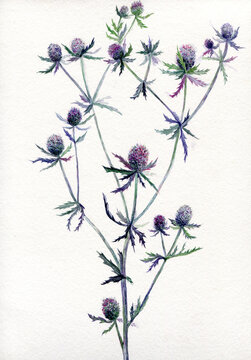 Watercolor thistle 