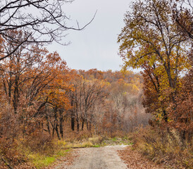 autumn in the forest