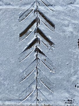 trace of a car like a pine tree