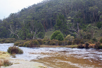 Shallow creek and native vegetation within the Cradle Mountain-Lake St Clair National Park