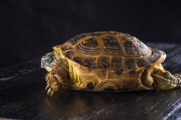 Small domestic turtle in the studio on a dark background.