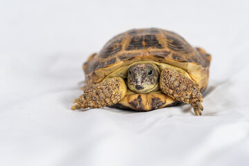 Small domestic turtle in the studio on a light background.