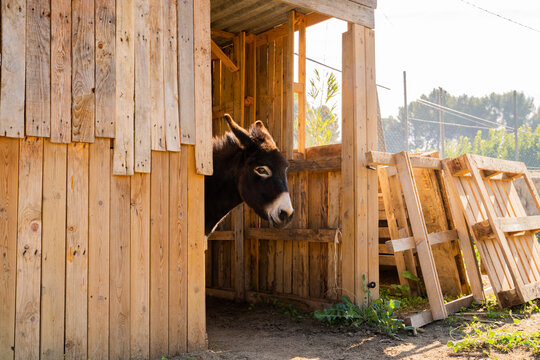 Brown donkey at wooden stable 
 - Powered by Adobe