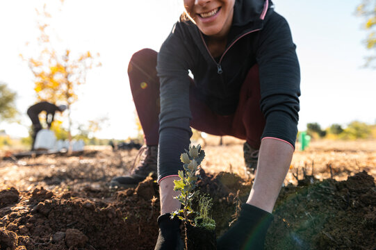 Woman gardener planting trees 