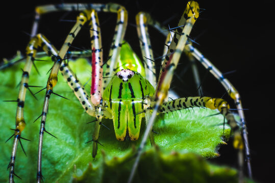 Green Lynx spiders ambush for prey on leaves. - Powered by Adobe