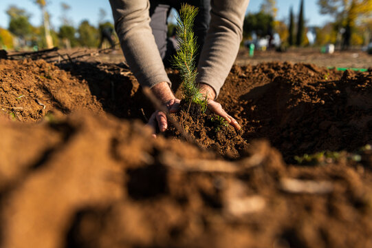 Volunteer gardener planting trees - Powered by Adobe