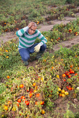 Male farmer regrets lost tomato crop after natural disaster