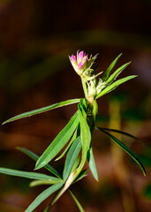 A blooming pink flower of a forest shrub