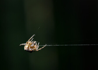 A close-up view of a spider pulling a web thread