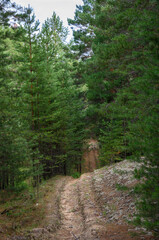 Winding dirt road between trees in a pine forest