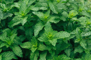 Fresh mint herb plants