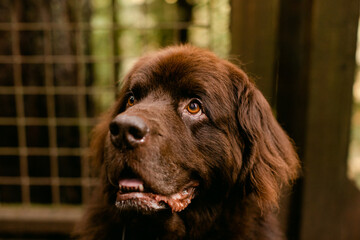 A Portrait of a Newfoundland Dog's Face