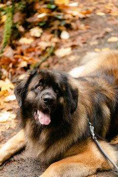 An Adorable, Giant Dog Wearing a Leash on a Trail