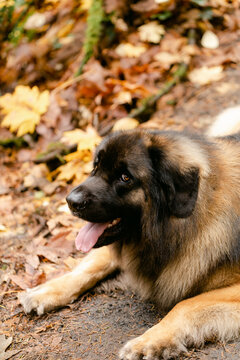 Large Dog Sits on Trail with Fall Leaves