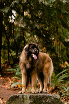 A Giant Dog Stands in the Woods