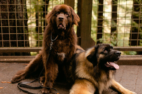 Two Big Dogs Sitting Together