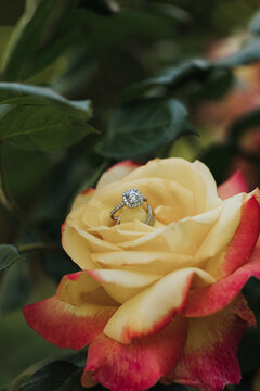 Diamond Wedding Ring Sitting in Rose