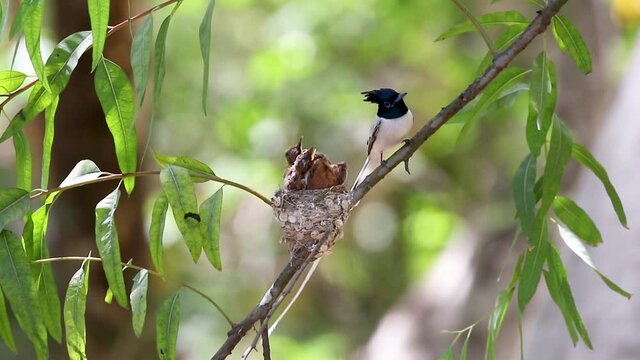 male paradise flycatcher setting with the chicks