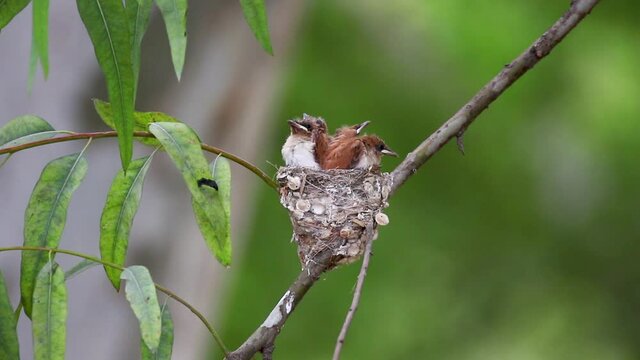 indian paradise flycatcher chicks resting in nest