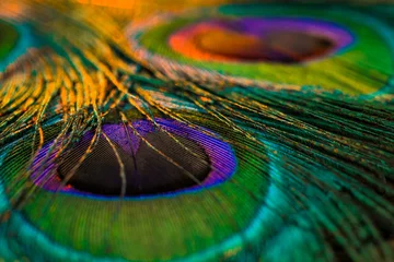 Foto op Plexiglas pauwenveer detail, pauwenveer, pauwveer, vogelveer. © Sunanda Malam