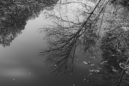 Black and white landscapes of nature