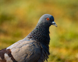 close up of a pigeon. The rock dove, rock pigeon, or common pigeon is a member of the bird family Columbidae. 