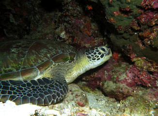 Naklejka na ściany i meble Green Turtle resting in a cave Cebu Philippines