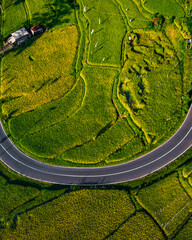 Rice fields in bBali