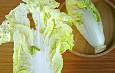 Caterpillar on Chinese cabbage.Concept Insect pests in fruits and vegetables.