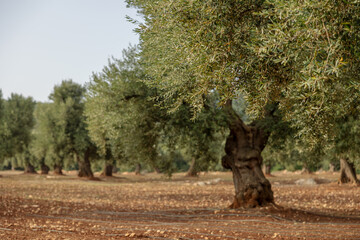 Naklejka premium Olive trees