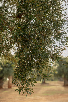 Fototapeta Olive trees