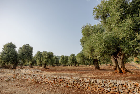 Fototapeta Olive trees