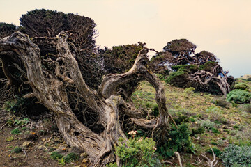 wind formed juniper tree at el sabinar on the spanish island of el hierro
