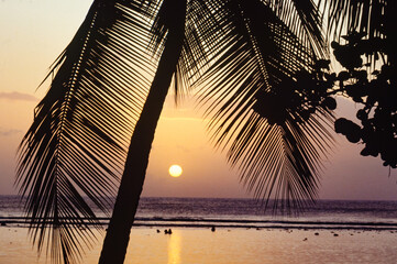 plam trees at sunset at pigeon point beach in tobago, west indies