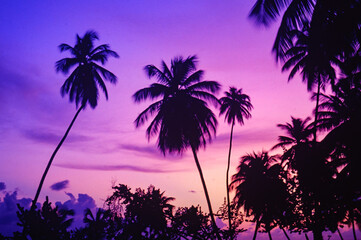 Fototapeta na wymiar plam trees at sunset at pigeon point beach in tobago, west indies