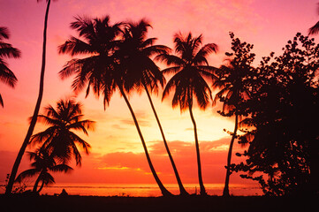 plam trees at sunset at pigeon point beach in tobago, west indies