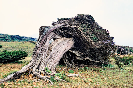 wind formed juniper tree at el sabinar on the spanish island of el hierro
