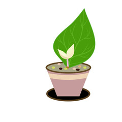plant in a pot